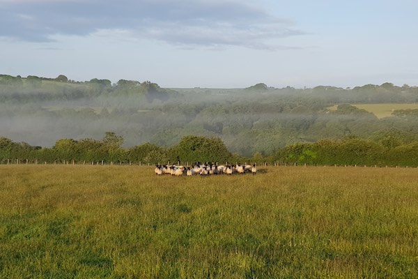 Pembrokeshire Lamb Fresh Meat Boxes Wales