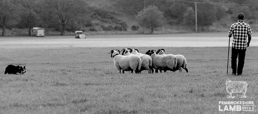 Pembrokeshire Lamb Stephen Lewis Farming.jpg