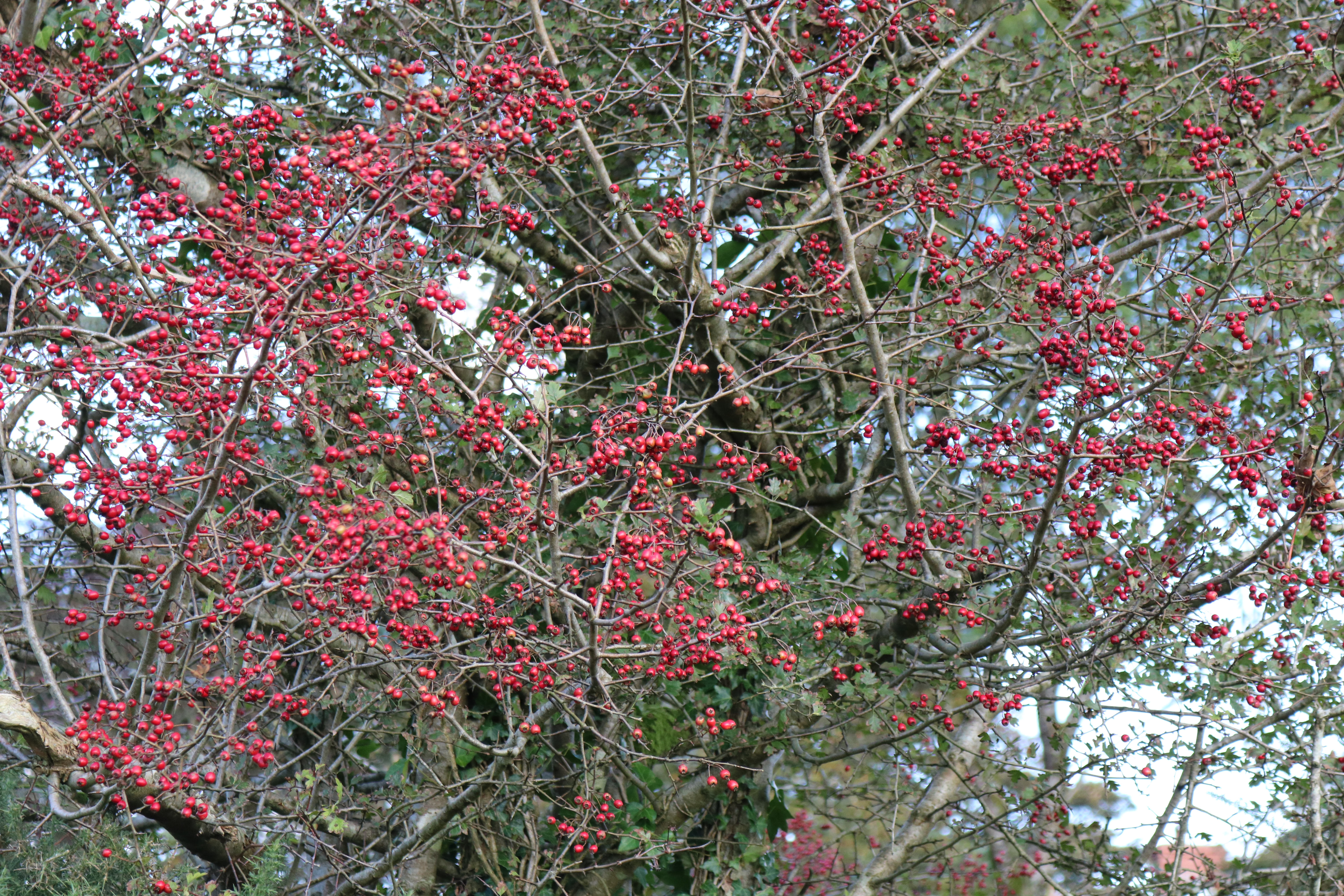 An abundance of Hawthorne berries.  