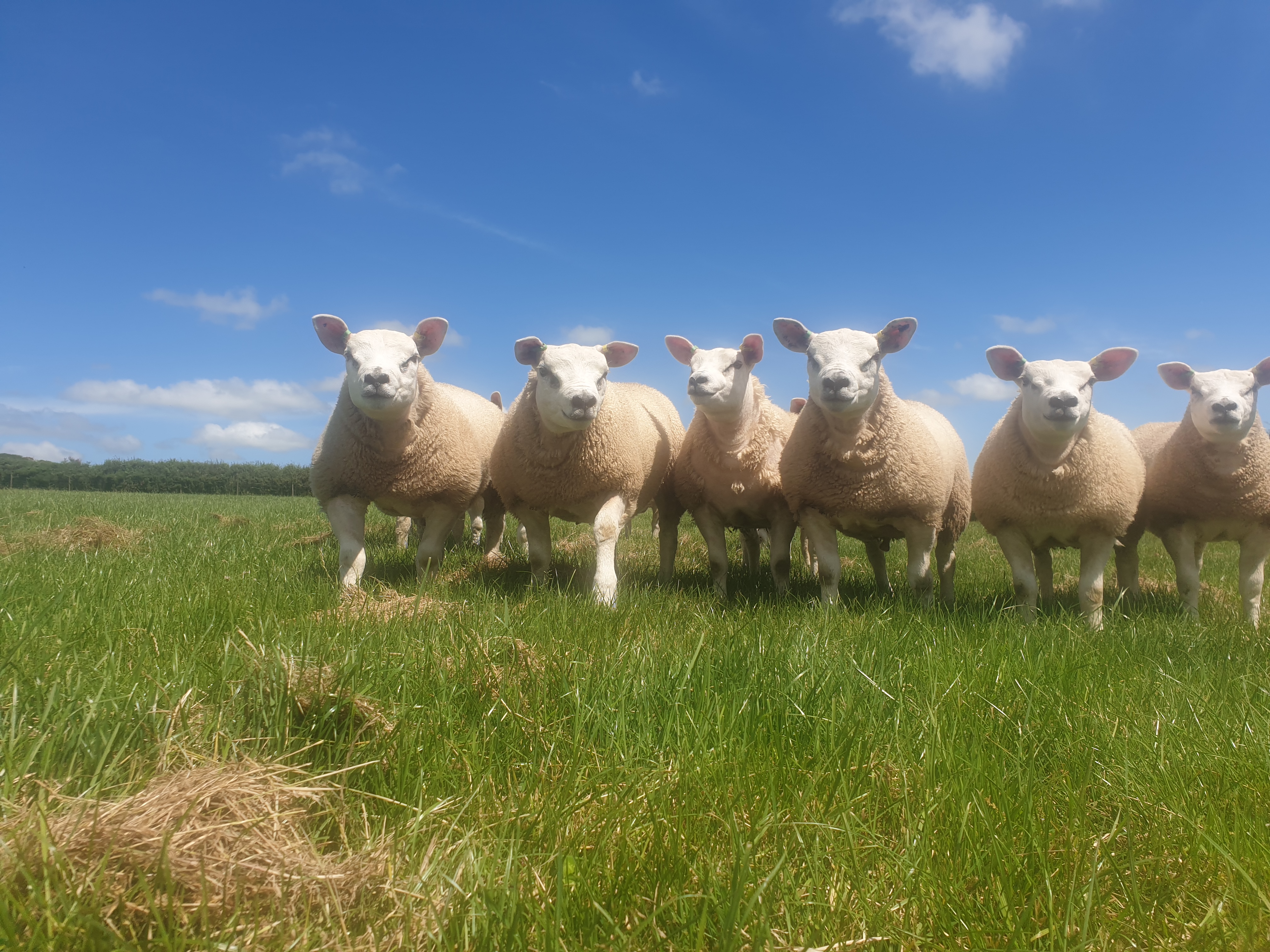 Pembrokeshire Lamb, Texels