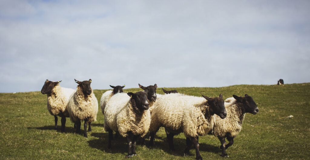 Heather_Birnie_Pembs_Lamb_024 Heather_Birnie_Pembs_Lamb_024