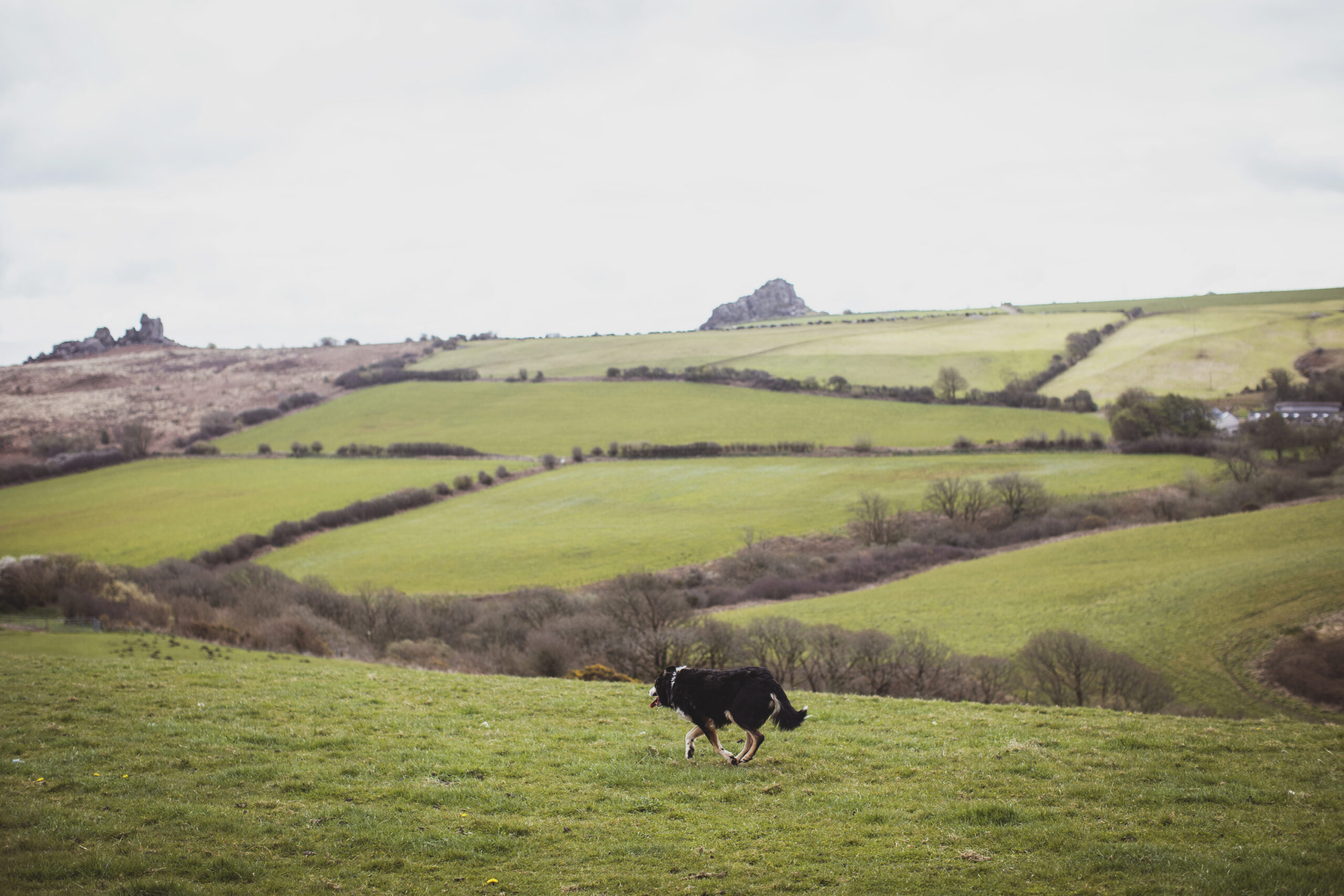 Heather_Birnie_Pembs_Lamb_060